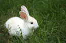 white rabbit