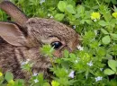 in grass