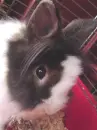 lil lil