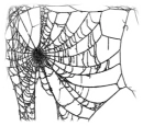 Spider web