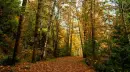 autumn