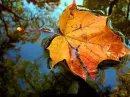 leaf