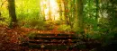 steps