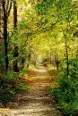 yellow way