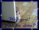 hi