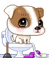 cute puppy
