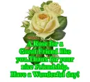Friendship Rose