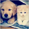 cat & dog