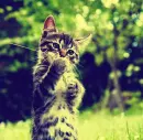 cat kiss