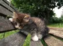cat on bench