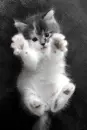 cat hug