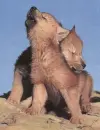 cute dogs