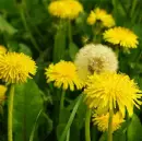 dandelion