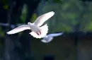 fly