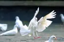 fly