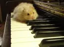 hamster piano