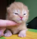 so lil cat