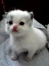 lil cat