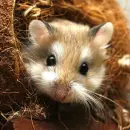 lil hamster
