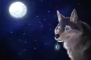 night wolf