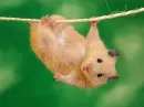 play hamster