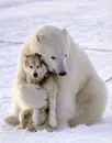 polar bear