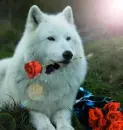 roses from wolf
