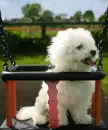 swing dog