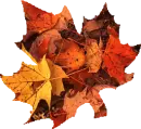 LEAF