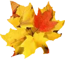 LEAF