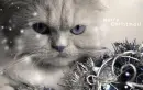 cat xmas