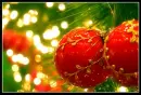 red xmas