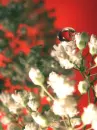 white flowers