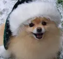 xmas dog