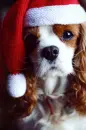 xmas puppy