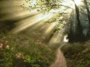 Forest 2