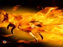 fire fox
