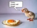 funny pics