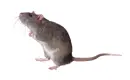 rat pics