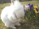 cute bunny