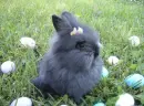 easter bunny