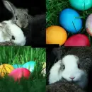 eggs and bunny