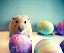 hamster egg