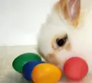 white bunny