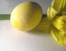 yellow eggs