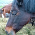 Horse Grazing