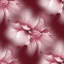 magnoli,flower