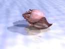 SEA SHELL