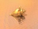 SEA SHELL