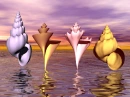 SEA SHELLS